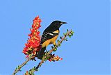 Scott's Oriole